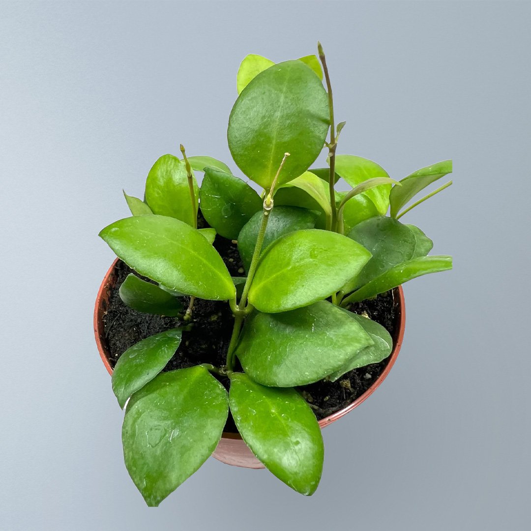 Hoya Heuschkeliana Green Variegated